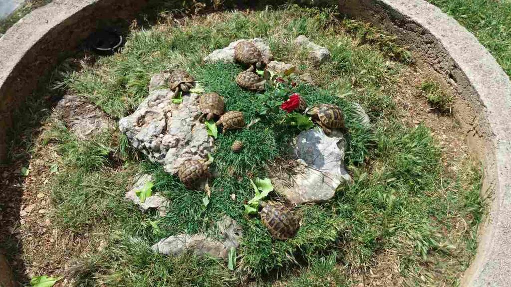 Hotel Agrotourism Galic Krka Drinovci Esterno foto